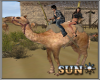 !SR! Desert    Camel