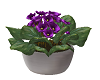 Plant African Violet