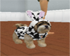 Havanese Pet (Dalmata)