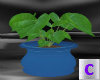 Blue Pot Plant