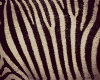 -SR- My Zebra Room