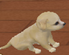 [TGUU] Adorable puppy