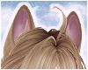 🦴 Fox Ears Latte