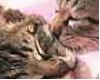 lil kittens kiss