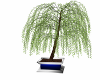 ~D~ Willow Tree Plant