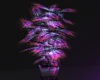 M )  Neon Club  Plants