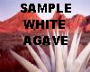 white agave plant