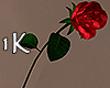 !1K Long Stem Red Rose