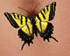 Butterfly Belly Animated