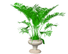 potted palm tree