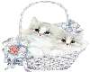 [ARG] Kitten Lovely