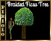 Braided Ficus Tree