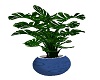 blue plant