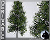 !Pine Tree 1 - prop