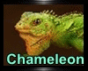 [cy] CHAMELEON Animated
