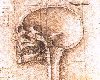 Drawing by da Vinci