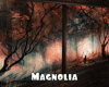 #Magnolia