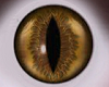 Cat Coffe Eyes