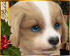 I~Rockin Puppy