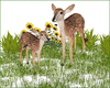 Spring Baby Deer's