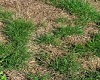 Patchy Grassy Ground
