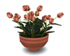 Peach Potted Tulips