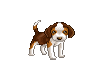 Little Beagle