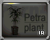 [IR] Petra plant