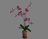 romantic orchid magenta