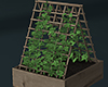 ivy plant pot