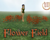 Flower Field - Poppies
