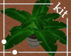 [kit]Evergreen