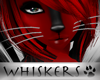Whiskers :Grey Whiskers
