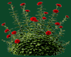 Flower Bush