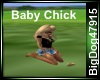 [BD] Baby Chick