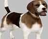 Pet Beagle Dog