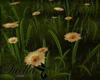 S=flower grass Botanical