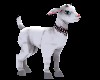 Cute Avi Pet Lamb