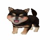 *SHIBA* ANTIMATED  PUPPY