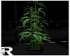{R} Black Vase Bamboo