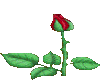 [LJ]The Rose