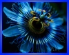 Plue Passion Pic