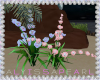 Island Kiss Flowers