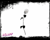 White Single Rose