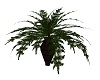 Potted Palm Animated
