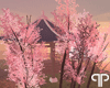 🤍P Sakura Trees