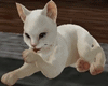 D;Animated Sweet Kitty.