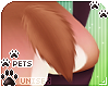 [Pets] Quin | tail v5