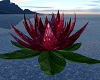 Lotus "Blossom"