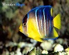 yellow blue fish